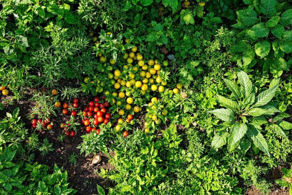 Jardin forêt comestible création : guide et étapes essentielles