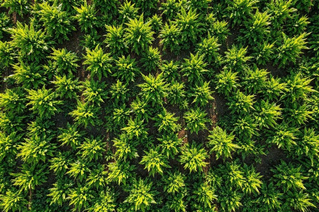 Engrais vert couverture sol : guide complet et avantages