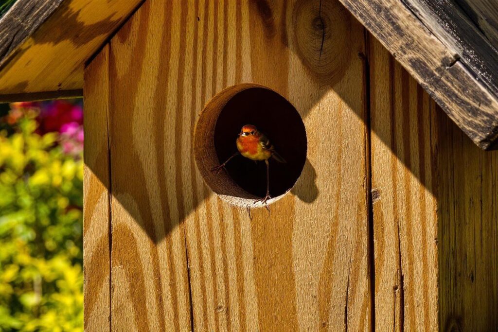 Nichoir oiseaux jardin plans : guide complet et modèles