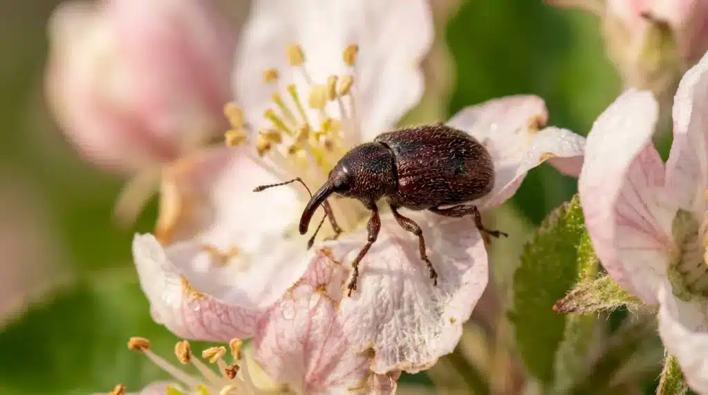 Insecte brun sur pétales blancs et roses de fleur