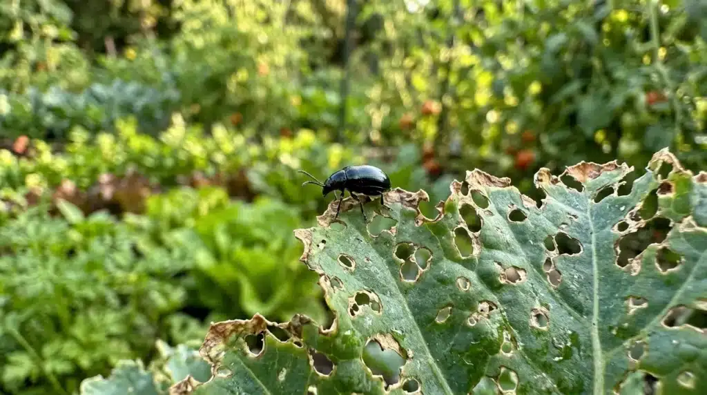 Coléoptère noir sur feuille verte troué de trous